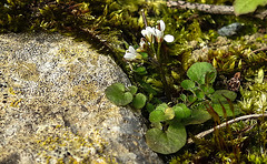 20200315 6775CPw [D~LIP] Viermänniges Schaumkraut (Cardamine hirsuta), UWZ, Bad Salzuflen