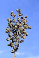 Big Bend Yucca