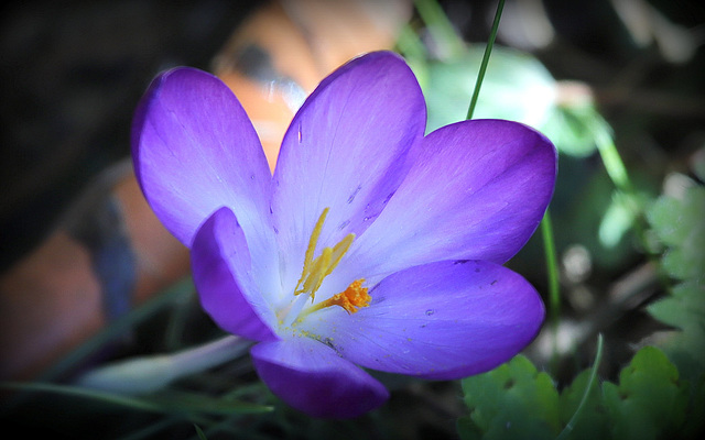 Crocus