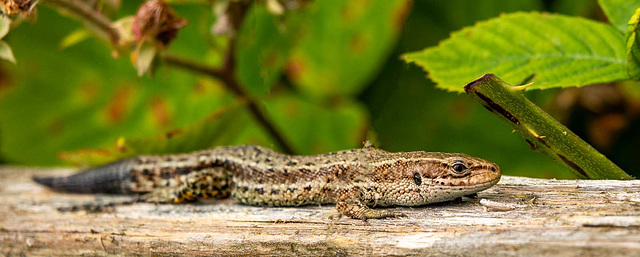 Common lizard