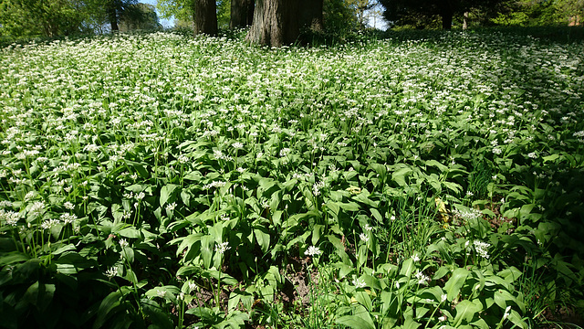 Bärlauchblüte in Putbus Bärlauchblüte in Putbus
