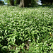 Bärlauchblüte in Putbus