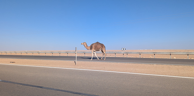 Panorama Camelus dromedarius du Sahara occidental