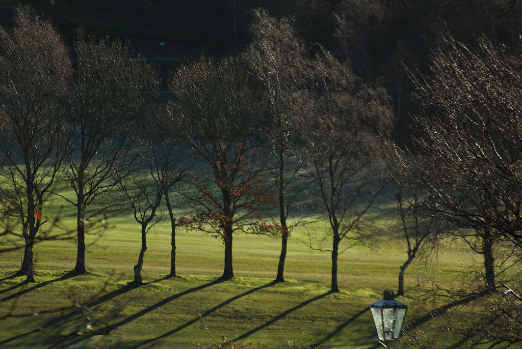 Trees and lamp