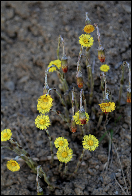 Tussilago farfara