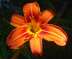 Day Lily in early morning sunlight