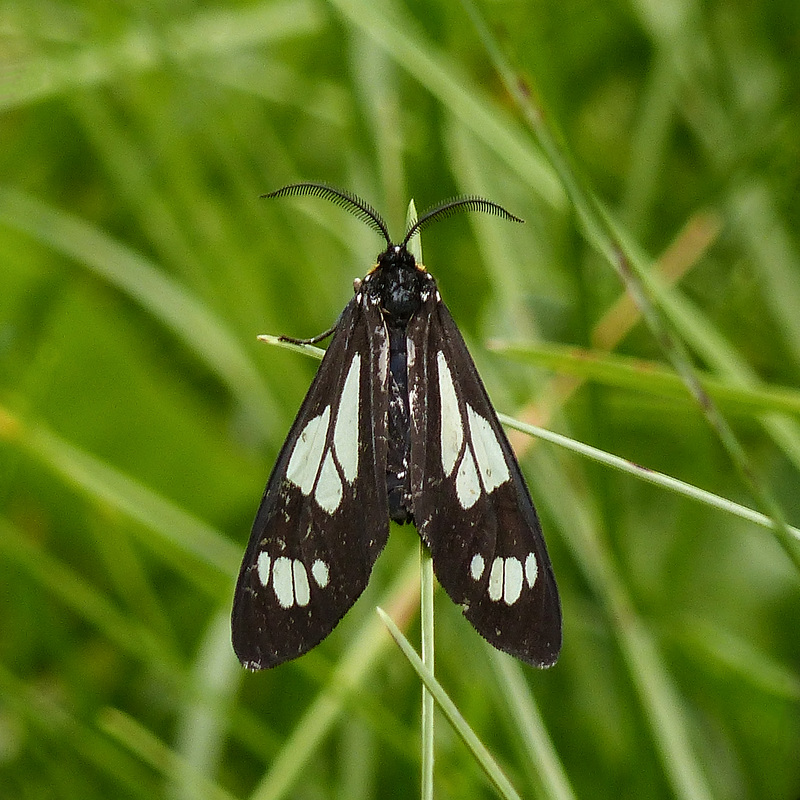 Police Car Moth / Gnophaela vermiculata