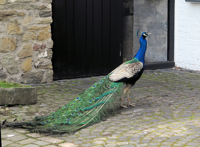 Pfau