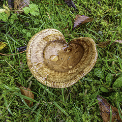 Heart of Fungi all for H.A.N.W.E