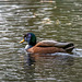 Mallard