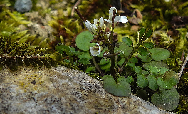 20200315 6776CPw [D~LIP] Viermänniges Schaumkraut (Cardamine hirsuta), UWZ, Bad Salzuflen