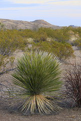 Big Bend Yucca