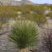 Big Bend Yucca