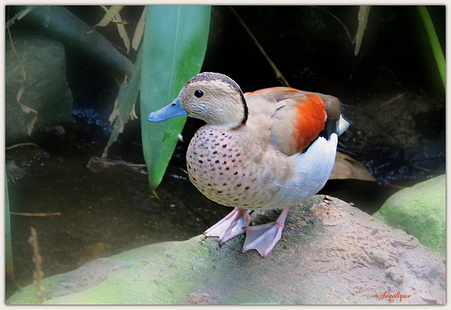 Drôle de canard............Belle journée Drôle de canard............Belle journée