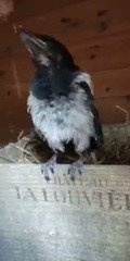 Jeune pie, sauvée des griffes des chats .