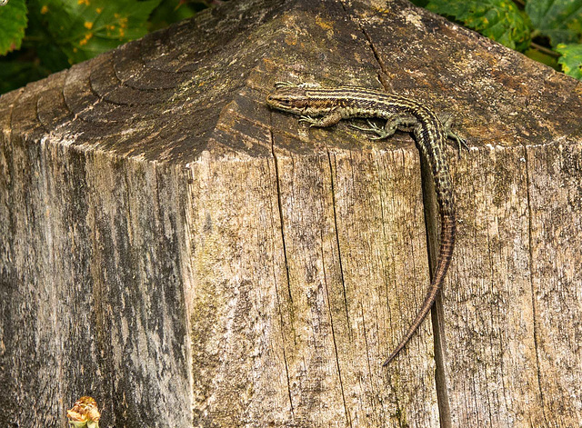 Common lizard