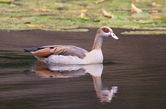 EF7A0342 Egyptian Goose