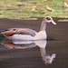 EF7A0342 Egyptian Goose