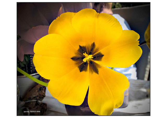 Tulpe