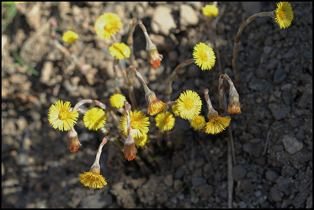 Tussilago farfara