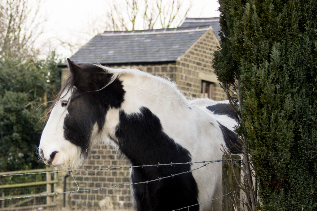 Friendly horse