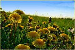 Wait for the Dandelion Season