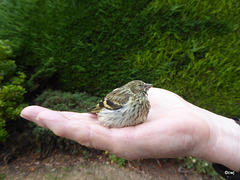 Dazed young Siskin after flying into window pane.