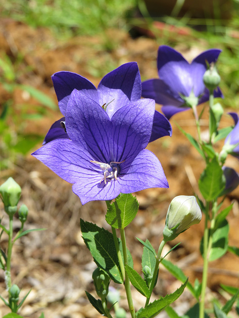 Platycodon flowers