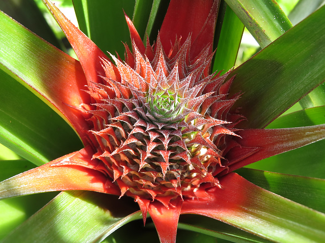 Pineapple getting ready to bloom