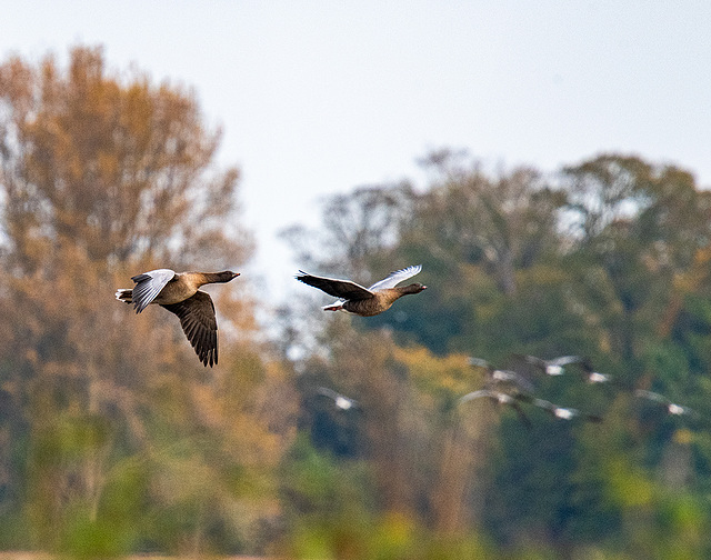Incoming geese