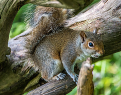 A squirrel at Burton Wetlandsv5t