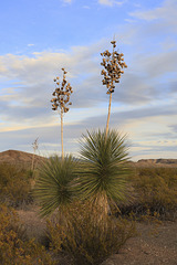 Big Bend Yucca