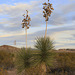 Big Bend Yucca