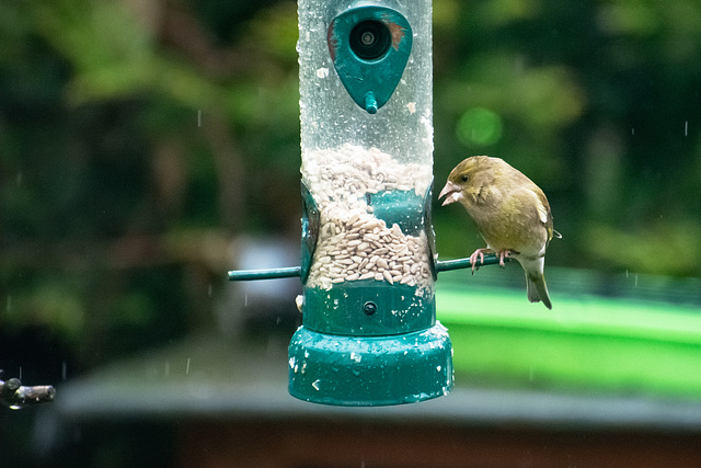 Greenfinch