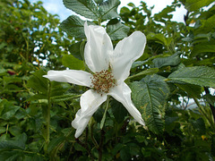 gdn[R/21] - white rugosa [1]