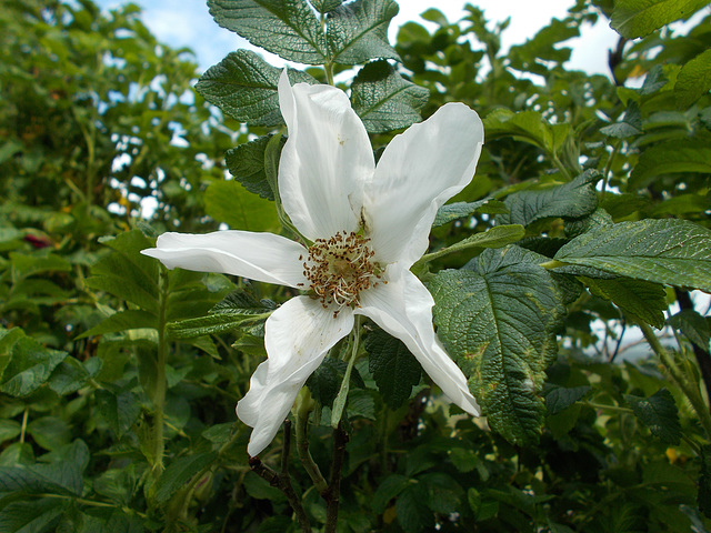 gdn - white rugosa [1]