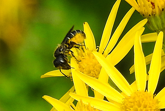20210725 1954CPw [D~LIP] Insekt, Jakobs-Greiskraut (Jacobaea vulgaris), Bad Salzuflen