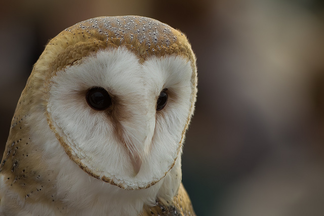 Barbagianni - barn owl