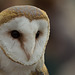 Barbagianni - barn owl