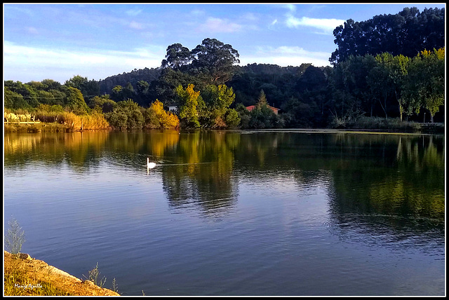 Reflejos en el estanque