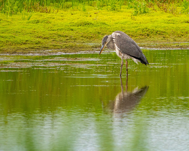 Grey heron