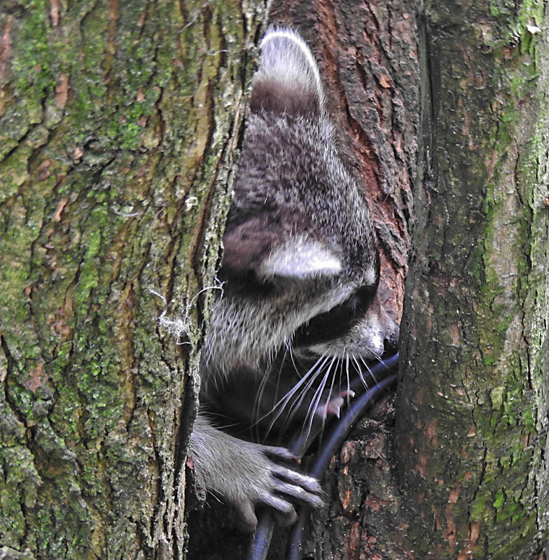 20230809 3733CPw [D~PB] Waschbär (Procyon lotor), Nadermann Tierpark, Delbrück