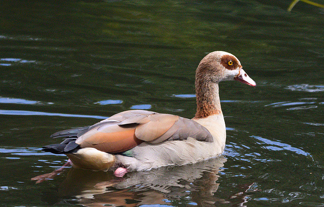 EF7A0367 Eqyptian Goose