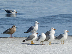 Iceland Gull (formerly Thayer's Gull) juvenile (lower left)