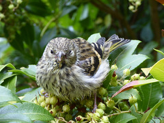 Dazed young Siskin after flying into window pane, perched on the Recovery Ward bush!