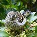 Dazed young Siskin after flying into window pane, perched on the Recovery Ward bush!