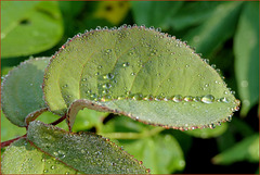 Le jour où la pluie viendra...