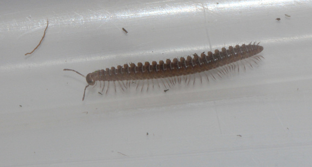 Millipede