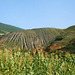 corn and mountain