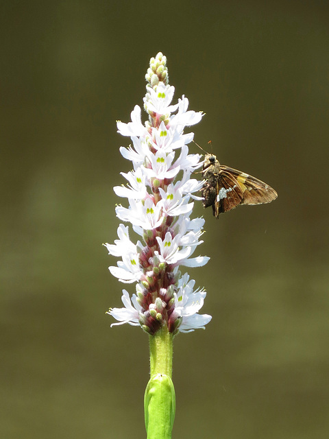 Silver-spotted skipper